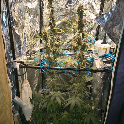 Colombia Dreams Haze  growlog timeline photo