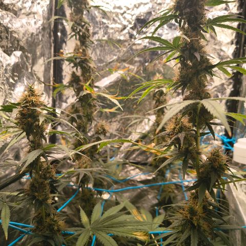Colombia Dreams Haze  growlog timeline photo