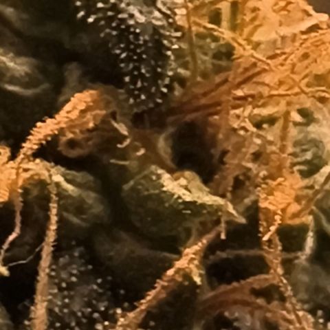 Colombia Dreams Haze  growlog timeline photo