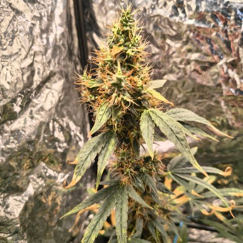 Colombia Dreams Haze  growlog timeline photo