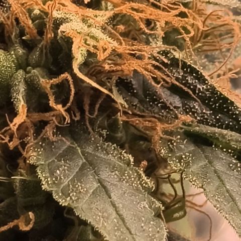 Colombia Dreams Haze  growlog timeline photo