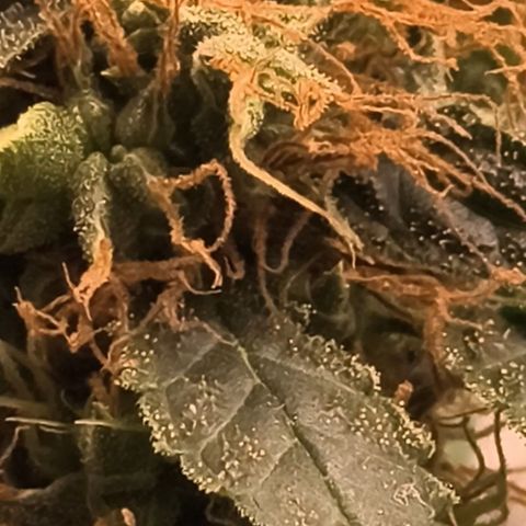Colombia Dreams Haze  growlog timeline photo