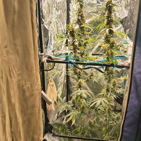 Colombia Dreams Haze  growlog timeline photo