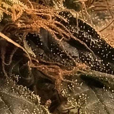 Colombia Dreams Haze  growlog timeline photo