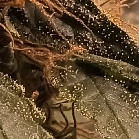 Colombia Dreams Haze  growlog timeline photo