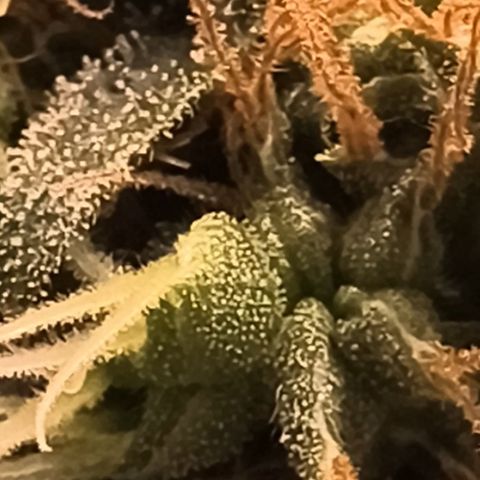 Colombia Dreams Haze  growlog timeline photo