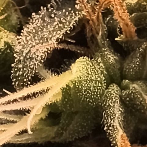 Colombia Dreams Haze  growlog timeline photo
