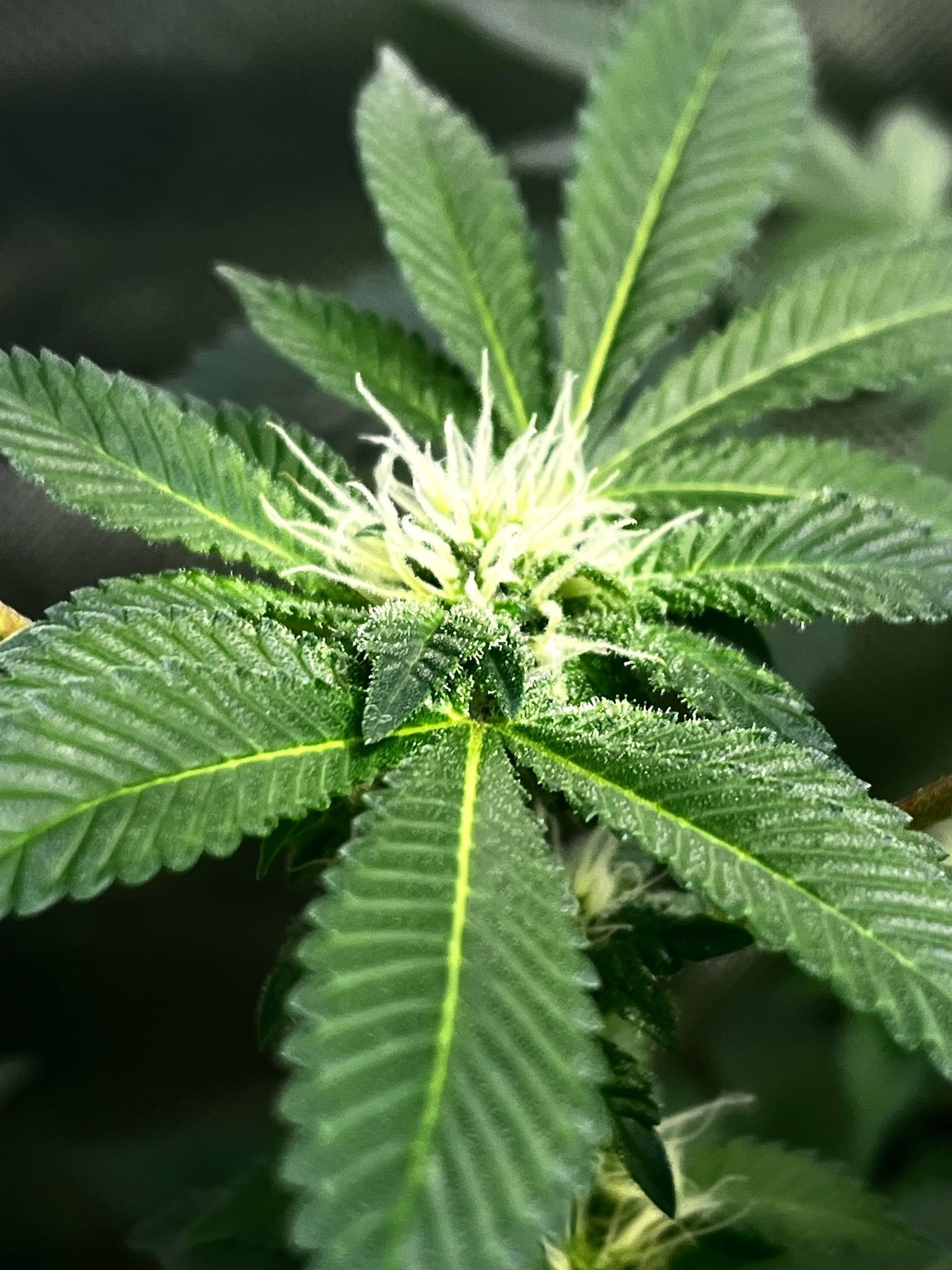 Critical Kush growlog header