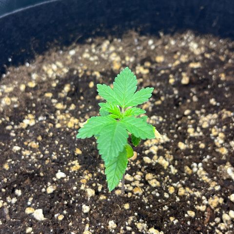 Critical Kush growlog photo