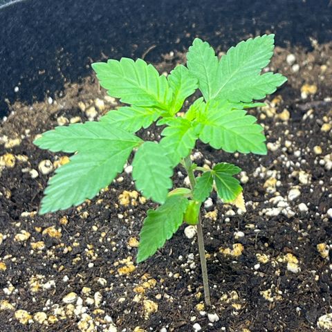 Critical Kush growlog photo