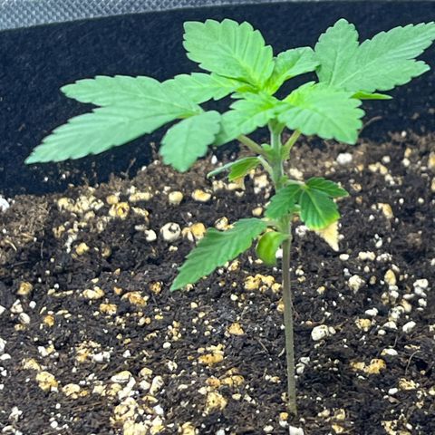 Critical Kush growlog photo