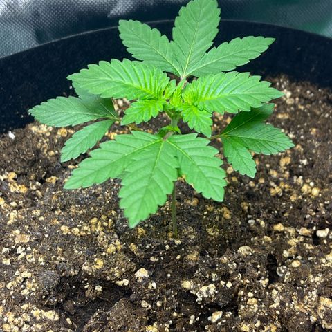 Critical Kush growlog timeline photo