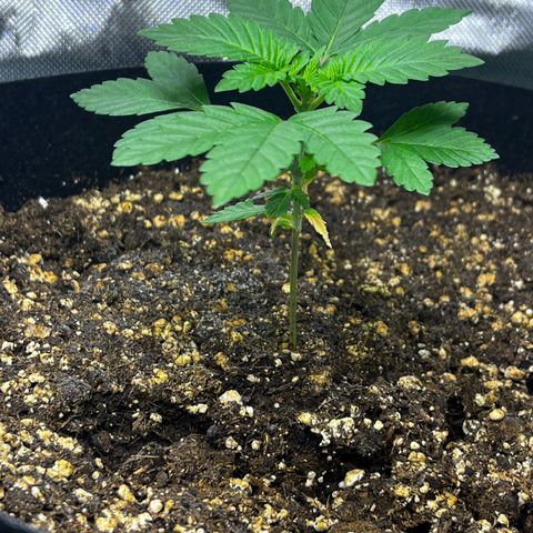 Critical Kush growlog photo