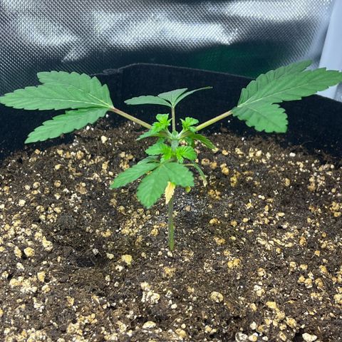 Critical Kush growlog photo: Heute wurde die älteste Pflanze das erste mal getoppt