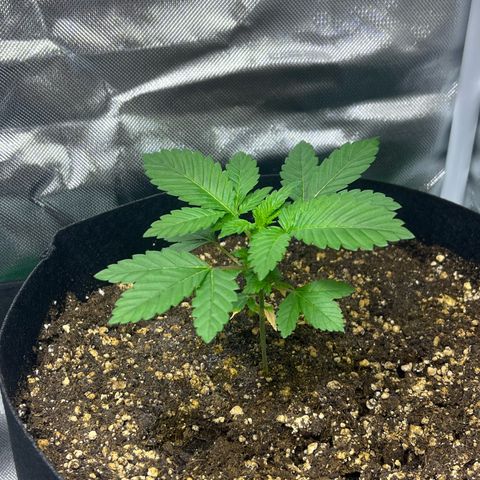 Critical Kush growlog photo: Heute wurde die älteste Pflanze das erste mal getoppt