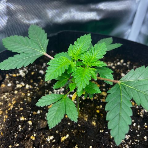Critical Kush growlog timeline photo