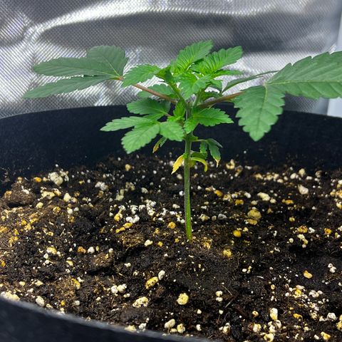 Critical Kush growlog timeline photo