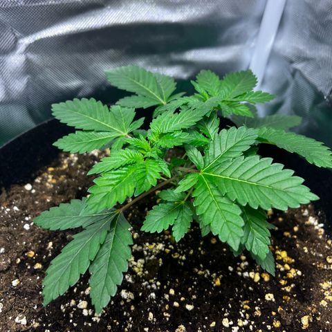 Critical Kush growlog timeline photo