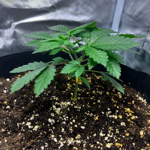 Critical Kush growlog timeline photo