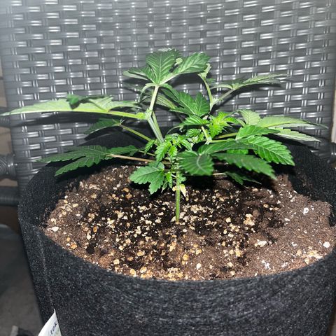 Critical Kush growlog timeline photo
