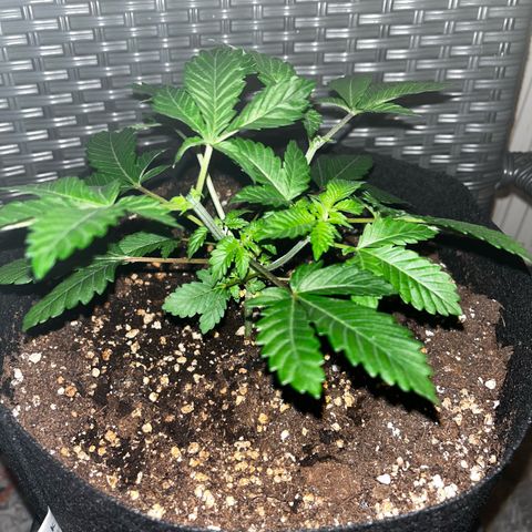 Critical Kush growlog timeline photo