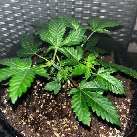 Critical Kush growlog timeline photo