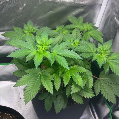 Critical Kush growlog photo: Vor der Entlaubung
