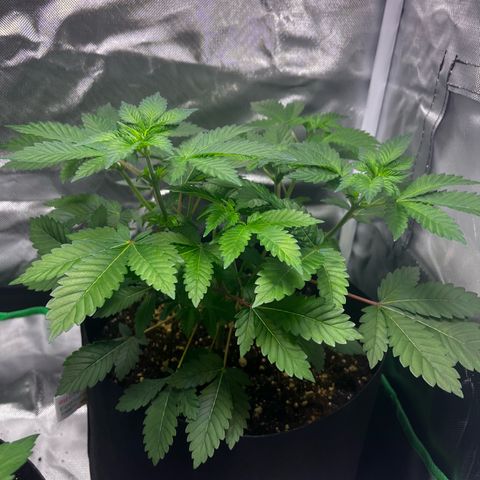 Critical Kush growlog photo: Vor der Entlaubung