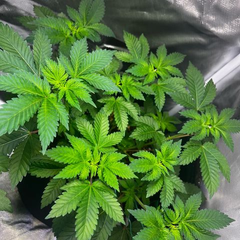 Critical Kush growlog photo: 3 Tage nach der Entlaubung