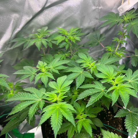 Critical Kush growlog timeline photo