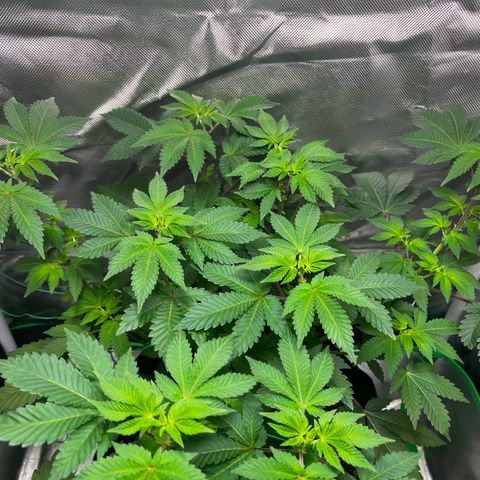 Critical Kush growlog timeline photo