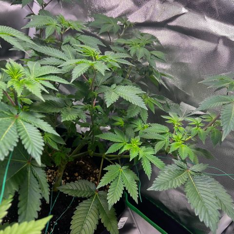 Critical Kush growlog timeline photo