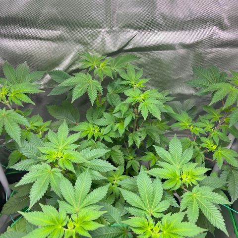 Critical Kush growlog timeline photo