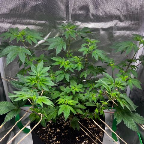 Critical Kush growlog timeline photo
