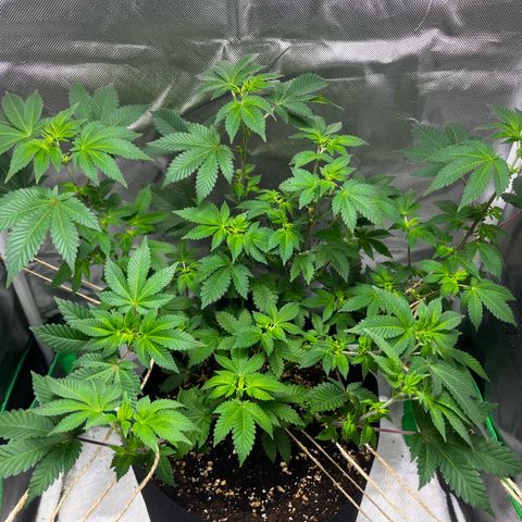 Critical Kush growlog timeline photo
