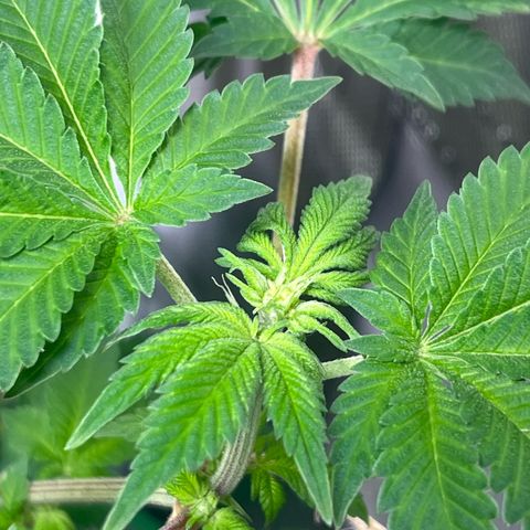 Critical Kush growlog photo: Die erste Blütenbildung
