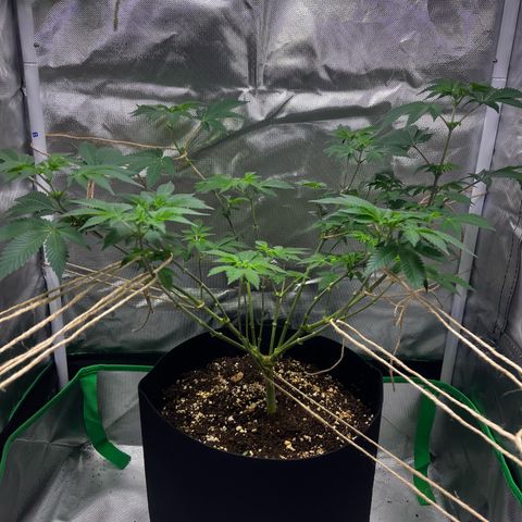 Critical Kush growlog timeline photo