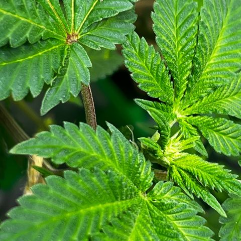 Critical Kush growlog timeline photo