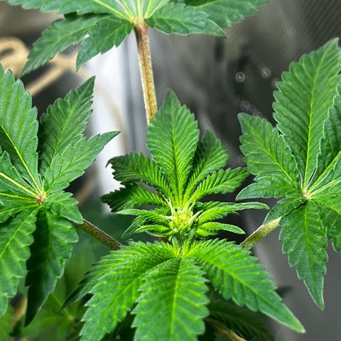 Critical Kush growlog timeline photo