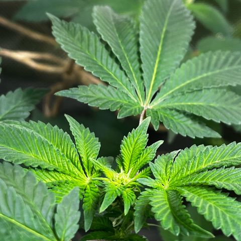 Critical Kush growlog timeline photo