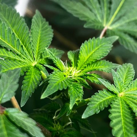 Critical Kush growlog timeline photo