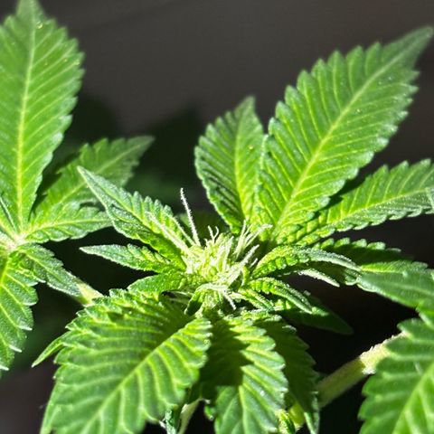 Critical Kush growlog timeline photo