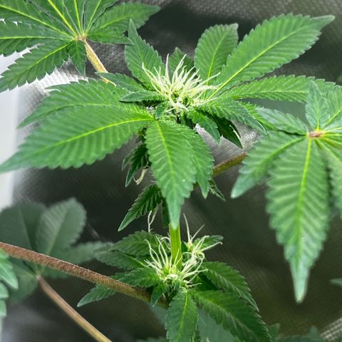 Critical Kush growlog timeline photo