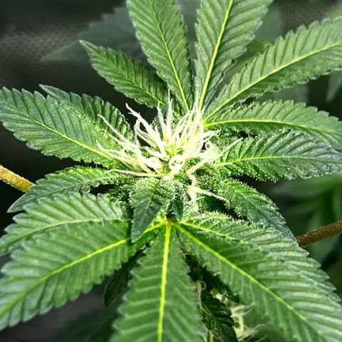 Critical Kush growlog timeline photo