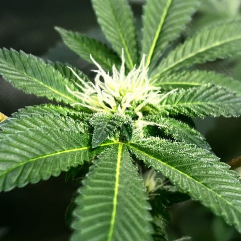Critical Kush growlog in Growbox