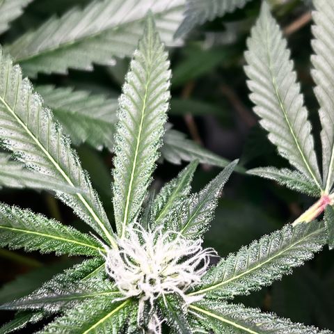 Critical Kush growlog timeline photo