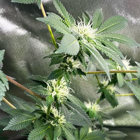 Critical Kush growlog timeline photo