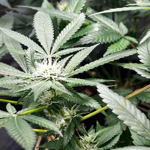 Critical Kush growlog timeline photo