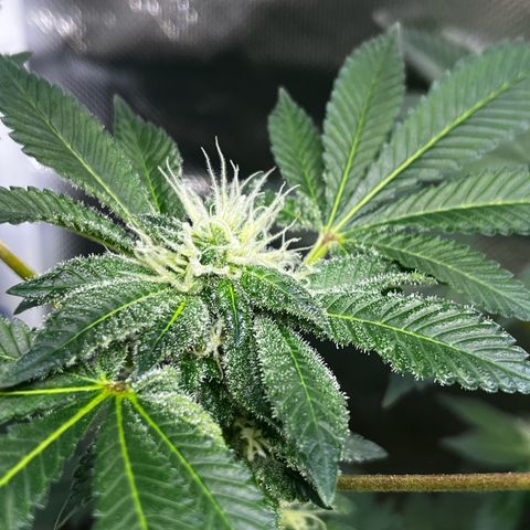 Critical Kush growlog timeline photo