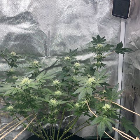 Critical Kush growlog timeline photo